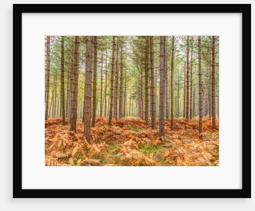 Tall trees in Autumn forest by Assaf Frank